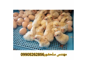 فروش تخم نطفه دار مرغ گوشتی فروش تخم مرغ گوشتی در یاسوج فروش تخم مرغ