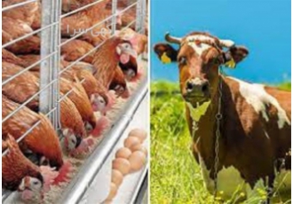 آموزش پرورش دام و طیور به صورت تخصصی در تهران دوره های آموزشی پرورش دام