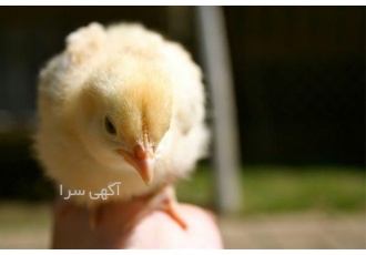 فروش مرغ گوشتی جوجه گوشتی یک روزه طیور در تهران فروش مرغ گوشتی جوجه