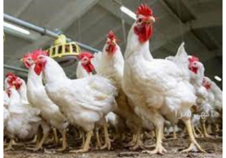 ایجاد کارگاه پرورش مرغ بومی با مدرک