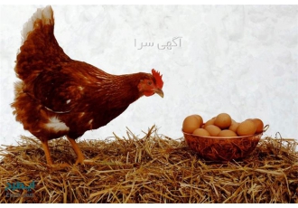 دوره آموزشی پرورش مرغ تخم گذار با اعطای مدرک