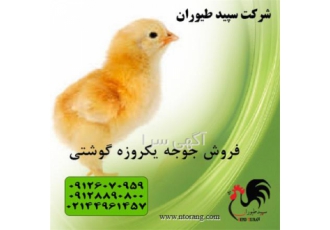 قیمت جوجه گوشتی تحویل فوری، جوجه یک روزه - طیور