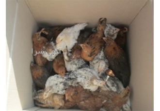 خرید و فروش جوجه 45 روزه - طیور