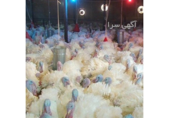 دوره آموزشی پرورش بوقلمون ، همراه با مدرک
