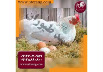 قیمت مرغ تخمگذار ال اس ال عرضه مرغ تخمگذار ر در تهران قیمت مرغ