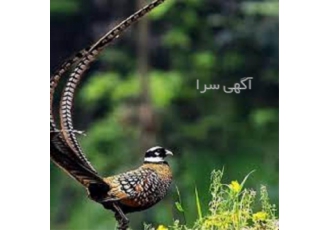 آموزش پرورش قرقاول