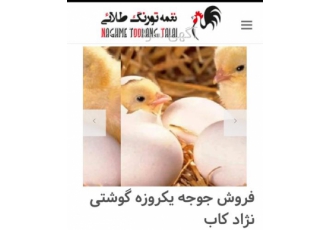 فروش جوجه یکروزه گوشتی نژاد کاب در تهران فروش جوجه یکروزه گوشتی نژاد