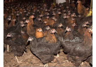 خرید مرغ مشکی از نژاد تخمگذار و خرید نیمچه چهار ماهه در نور خرید مرغ