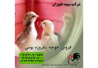 پرورش جوجه یکروزه بومی ، قیمت مرغ بومی یکروزه
