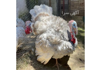 تخم نطفه دار بوقلمون تخم بوقلمون در تهران تخم نطفه دار انواع بوقلمون