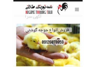 فروش ویژه جوجه نعیم قیمت جوجه یک روزه نعیم در تهران برای دریافت