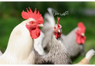 فروش خروس محلی پرواری در نور فروش خروس محلی پرواری فروش خروس محلی
