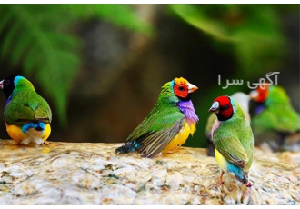 برگزاری دوره آموزشی پرورش پرندگان زینتی در تهران صفر تا صد دوره پرندگان