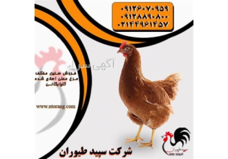 فروش مرغ محلی اصلاح شده با راندمان طیور در تهران فروش مرغ محلی اصلاح