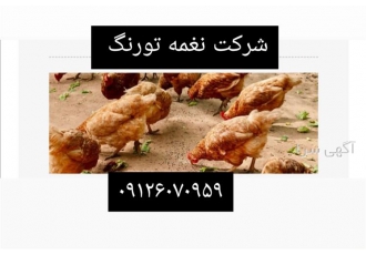 فروش دان طیور در تهران فروش دان طیور فروش و خرید دان مرغ تخمگذار