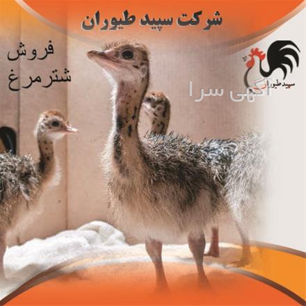 آگهی های خدمات طیور