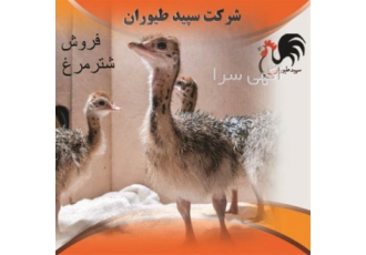 جوجه شترمرغ، انتخابی سودآور برای پرورش طیور