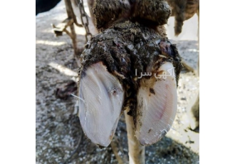 آموزش سم چینی گاو و شاخ سوزی گاو