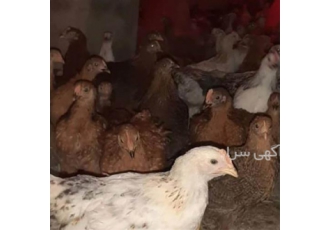 فروش مرغ تخمگذار خرید تخم گذار رنگی در تهران فروش مرغ تخمگذار