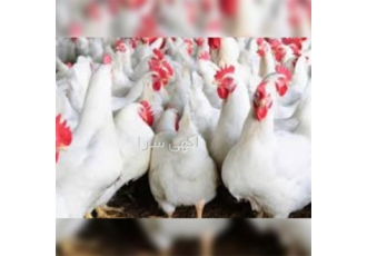 دوره آموزش پرورش طیور