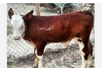 خرید و ارسال گوساله سیمینتال به تمامی شهرها با بهترین قیمت در ارومیه