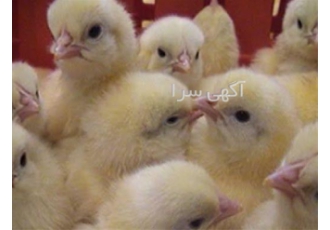 پرورش جوجه گوشتی _ نغمه طیور _ طیور