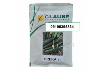 فروش بذر خیار فضای باز اورکا