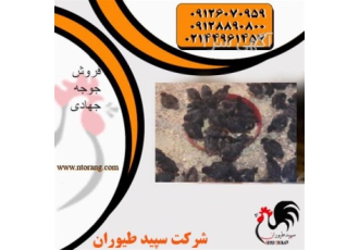 فروش جوجه جهادی ارسال به سراسر ایران طیور در تهران فروش جوجه جهادی
