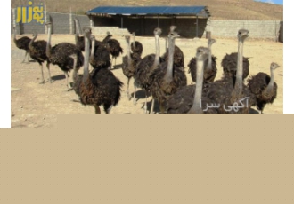 جوجه شترمرغ 2 ماهه - فروش جوجه شترمرغ دوماهه