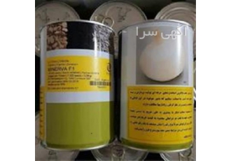 فروش بذر پیاز مینروا   خصوصیات و مزایای این رقم