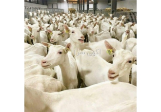 دوره های آموزشی دامپروری پرورش بزهای سانن و آلپاین در اصفهان دوره