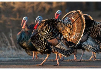 آموزش کامل پرورش بوقلمون در تهران پرورش بوقلمون به صورت کامل و جامع