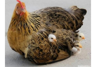 پرورش مرغ گوشتی و تخم گذار