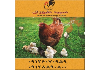 فروش مرغ تخمگذار محلی قیمت مرغ تخمگذار محلی در تهران فروش مرغ تخمگذار