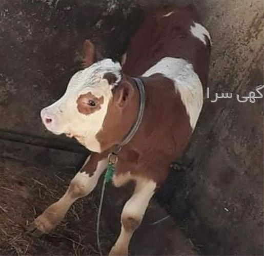 آگهی های دامداری - اراک