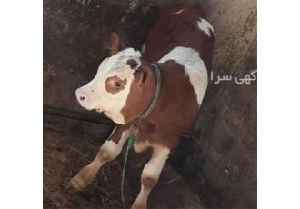 فروش گوساله سمینتال ، پرورش و فروش گوساله اصیل
