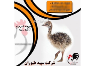 جوجه شترمرغ با کیفیت بالا، فرصتی استثنایی برای سرمایه‌گذاران در عرصه طیور