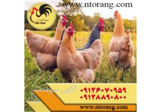 نیمچه مرغ محلی فروش نیمچه مرغ محلی در تهران قیمت نیمچه مرغ محلی فروش