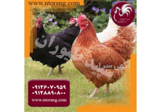 فروش نیمچه 2 و 3 ماهه گلپایگانی، جوجه مرغ محلی فروش نیمچه 2 و 3 ماهه گلپایگانی، جوجه مرغ محلی