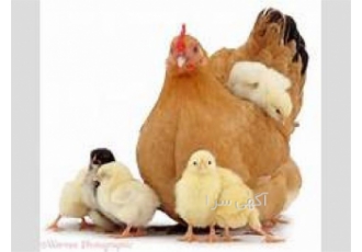 فروش نیمچه بومی - طیور