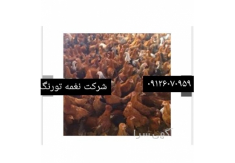 فروش نیمچه مرغ تخم گذار محلی در تهران فروش نیمچه مرغ تخم گذار محلی