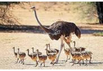 مراکز آموزشی پرورش شترمرغ در تهران #160 آموزش پرورش شترمرغ دوره آموزشی
