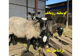 کارگاه آموزشی پرورش رومانف کارگاه آموزشی پرورش رومانف