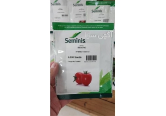 قیمت بذر گوجه فرنگی بدرو در تبریز “بذر گوجه بدرو” واریته ای با قالب