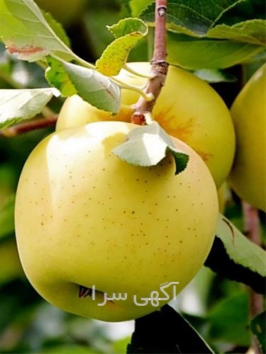 آگهی های بذر و نهال - میاندوآب