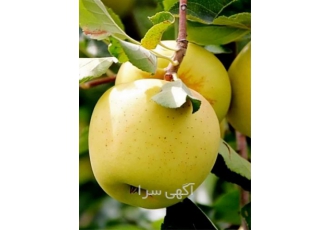 خرید نهال سیب با کیفیت و تنوع بالا در میاندوآب در نهالستان سیتوشا محلی