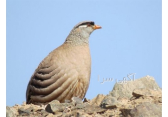 دوره آموزشی پرورش کبک کامل و گام به گام