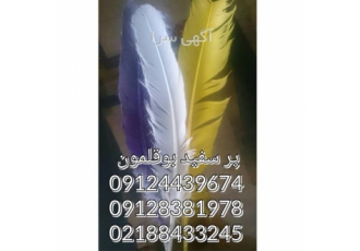 فروش پر بوقلمون سفید پر تیر و کمان در تهران خرید پر پرندگان در تهران