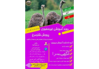 آموزش پرورش شتر مرغ به صورت سراسری