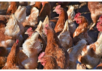 قیمت روز مرغ اصلاح نژاد شده بومی تخمگذار در نور با کمک اصلاح نژاد